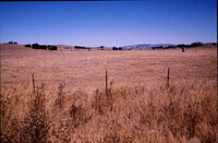 Sonoma County cattle ranches, between Highway 101 and Bodega Bay thumbnail