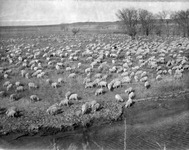 Herd of sheep thumbnail