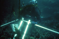 Kelp hold fast size frequency sampling thumbnail