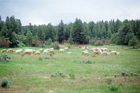 Torres ranch, Cattle drive 021 thumbnail