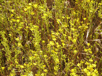 Hemizonia fasciculata thumbnail