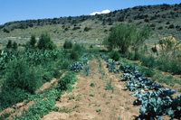 Gallegos farm, Crops 013 thumbnail