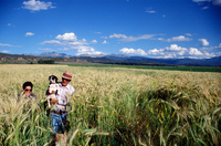 Kaber farm, Grain fields and landscapes 020 thumbnail