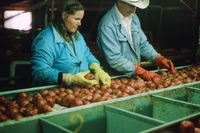 Sunny Valley Inc, Potato farm and processing 018 thumbnail