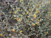 Lotus scoparius thumbnail