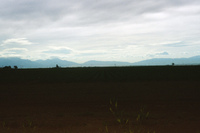 Sunny Valley Inc, Potato farm and processing 034 thumbnail