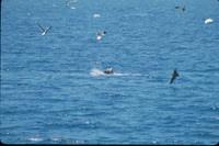 Catalina Sea Lion thumbnail