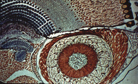 General view of krill photophore: photophore of occular peduncle or eyestack. This is identical to photophores on other body parts, but lacks a lense. thumbnail
