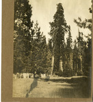 Mariposa Grove, road thumbnail