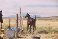 Gallegos farm, Horses and Cattle 003 thumbnail
