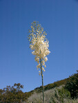 Yucca whipplei thumbnail