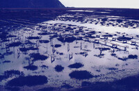 Pt. Mugu Wetlands thumbnail
