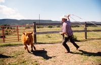 Gallegos farm, Cattle 007 thumbnail