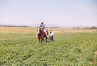 Gallegos farm, Cultivation 010 thumbnail