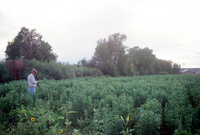 Kaber farm, Fields and crops 006 thumbnail