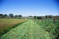 Montoya farm, Hay baling 012 thumbnail