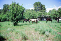 Torres ranch, Landscapes 021 thumbnail