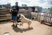 Kaber farm, Crops in the field 060 thumbnail