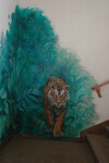 Mural, Tiger 2 thumbnail