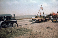 Penny Postcard Image of Lima Bean Cultivation in Ventura County, CA c. 1890 thumbnail