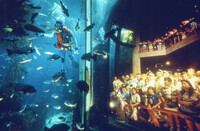 Feeding fish in kelp forest exhibit thumbnail
