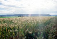 Kaber farm, Fields and crops 002 thumbnail