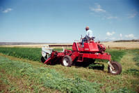 Kaber farm, Harvesting peas 011 thumbnail