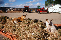 Kaber farm, Tractor driving 026 thumbnail