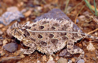Phrynosoma cornutum thumbnail