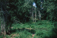 Gallegos farm, Crops 039 thumbnail