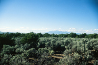 Gallegos farm, Landscapes 003 thumbnail