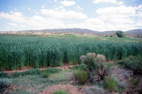 Kaber farm, Crops in the field 090 thumbnail