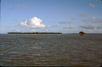 Mangroves forming islands thumbnail