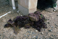 Hypnea experiments thumbnail