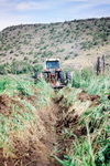 Gallegos farm, Ditch clearing 013 thumbnail