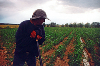 Gallegos farm, Irrigating crops and the Colorado Historical Society 006 thumbnail