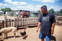 Kaber farm, Crops in the field 056 thumbnail
