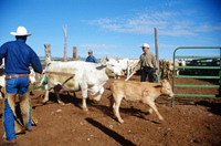 Torres ranch, Cattle drive 005 thumbnail