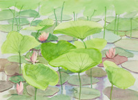 Water Lillies thumbnail