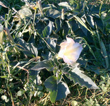 Datura stramonium thumbnail