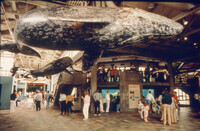 Marine Mammal Hall thumbnail