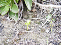 Polypodium californicum thumbnail