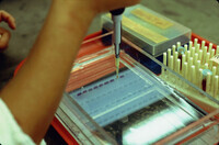 Sharon Kim loading a gel with DNA and Buffer thumbnail