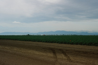 Sunny Valley Inc, Potato farm and processing 033 thumbnail