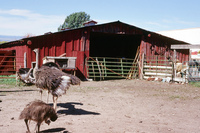 Torres ranch animals 019 thumbnail