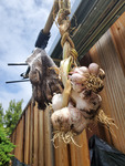 Kristy Lam Photograph of Hanging Garlic thumbnail