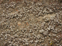 Dudleya blochmaniae thumbnail