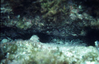 Crack with urchin thumbnail