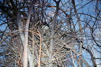 Gallegos farm 030 thumbnail