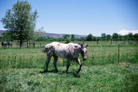 Montoya farm 007 thumbnail